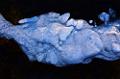 forme dans la glace